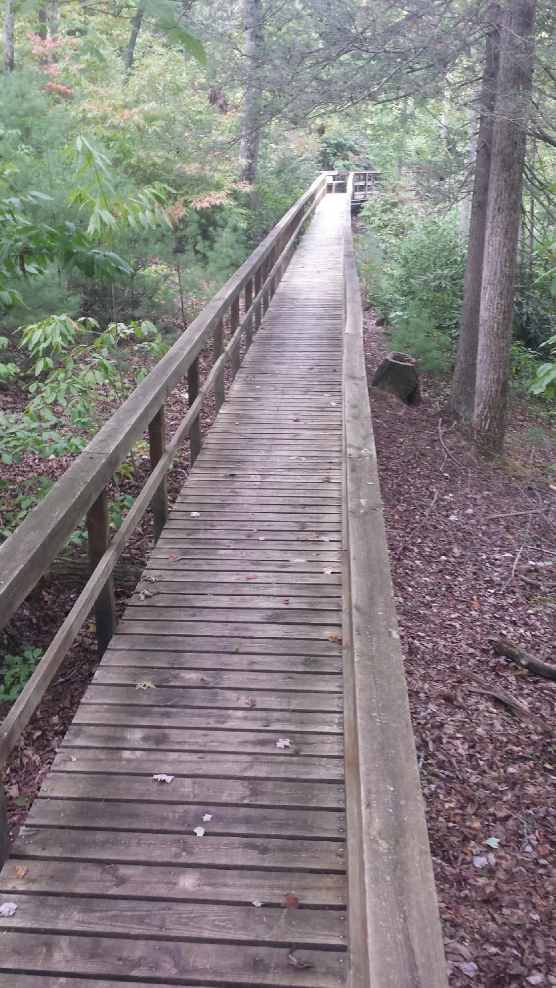 Long wood walkway with handrails built through the woods in Hustisford